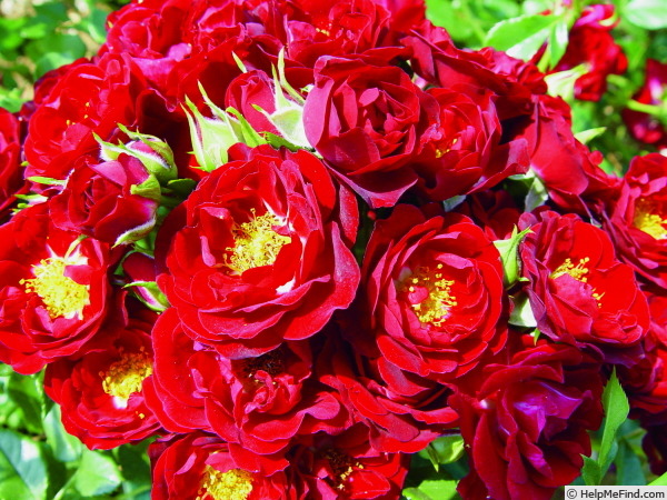 'Ruby Ribbon' rose photo
