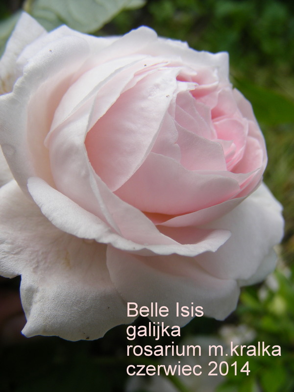 'Belle Isis (gallica, Parmentier, by 1845)' rose photo
