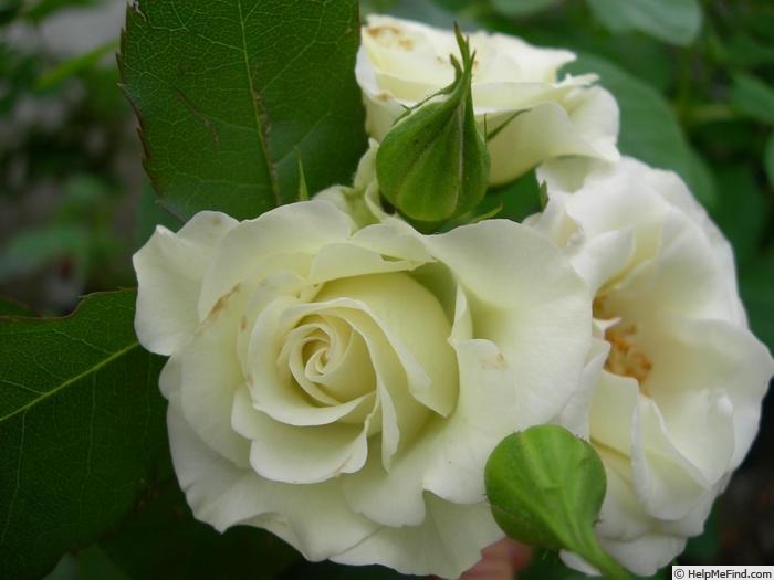 'Ryokkoh' rose photo