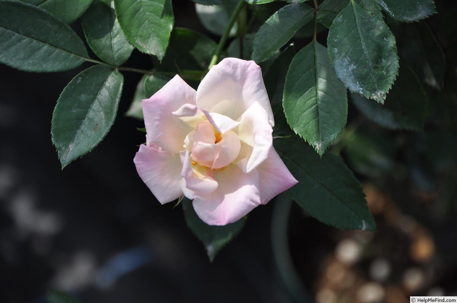 'White La Vie en Rose' rose photo
