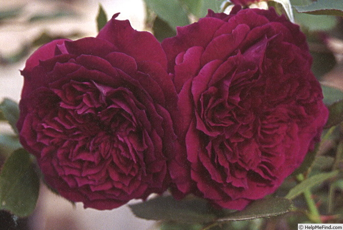 'Rose de Kumiko' rose photo