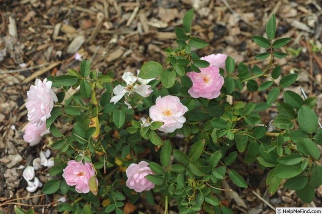 'Ann's Beautiful Daughter' rose photo