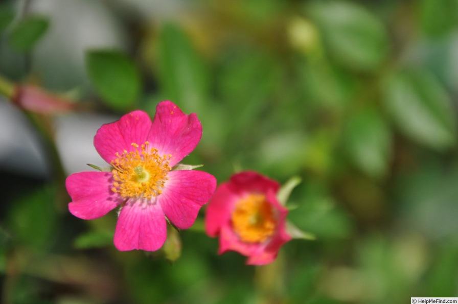 'Azumino' rose photo