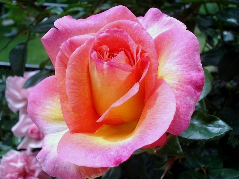 'Roberto Alagna ®' rose photo