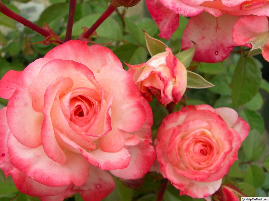 'White Peach Ovation' rose photo