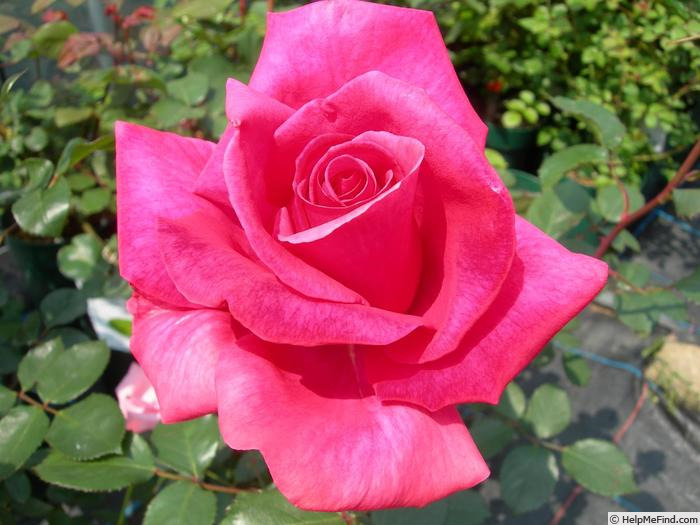 'Big Dream' rose photo