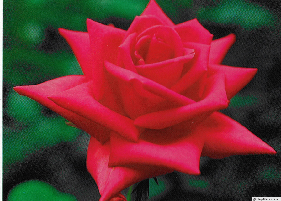 'Muse' rose photo