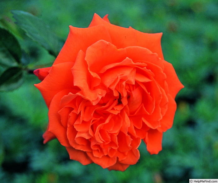 'Bright Fire (climber, Pearce, 1996)' rose photo