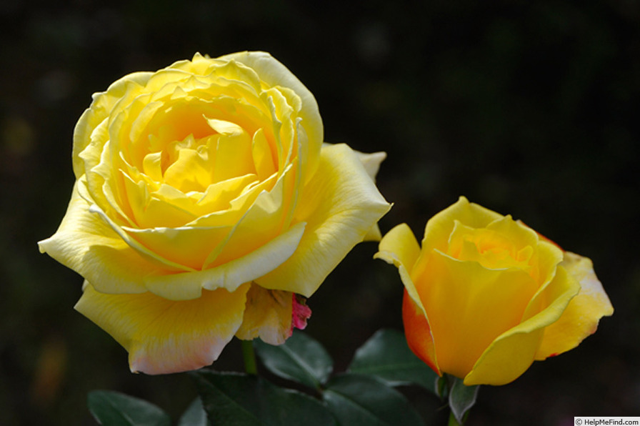 'Tropical Sherbet' rose photo