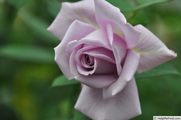 'Africa Star' rose photo
