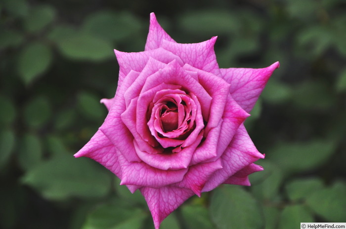 'Karakoromo' rose photo