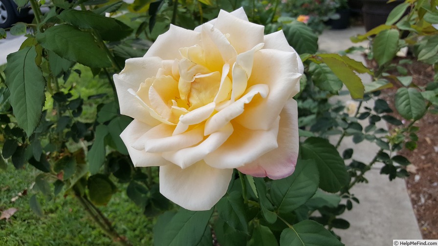 'R. K. Witherspoon' rose photo