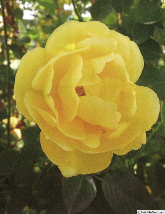 'Tagoto no tsuki' rose photo