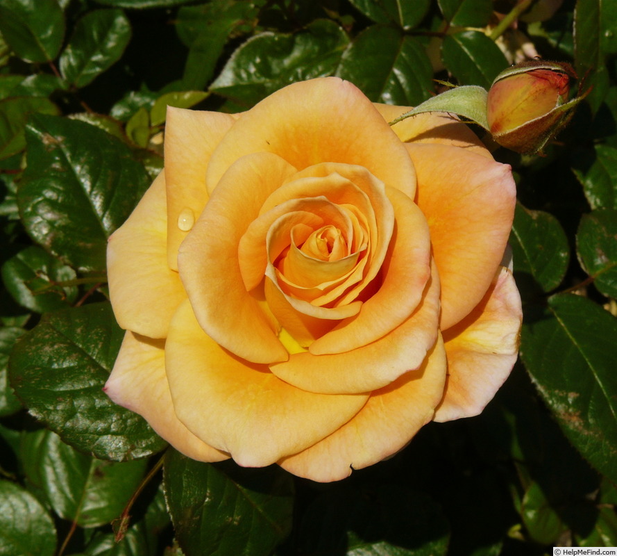 'Peacekeeper' rose photo