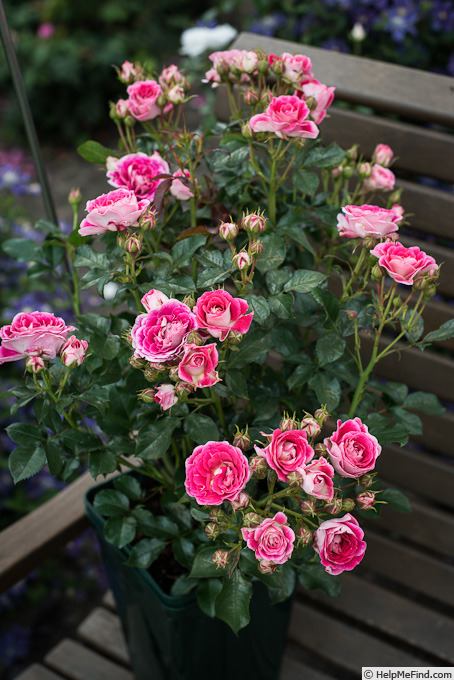 'Cerise Flower Circus®' rose photo