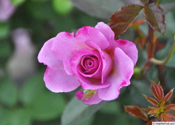 'L'Espoir' rose photo