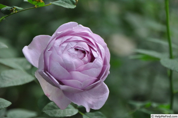 'Shinoburedo' rose photo