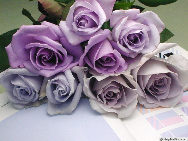 'Seiryu (hybrid tea, Kobayashi, 1992)' rose photo