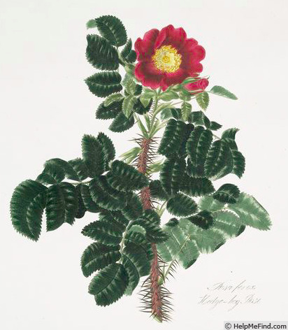 'R. biebersteinii' rose photo