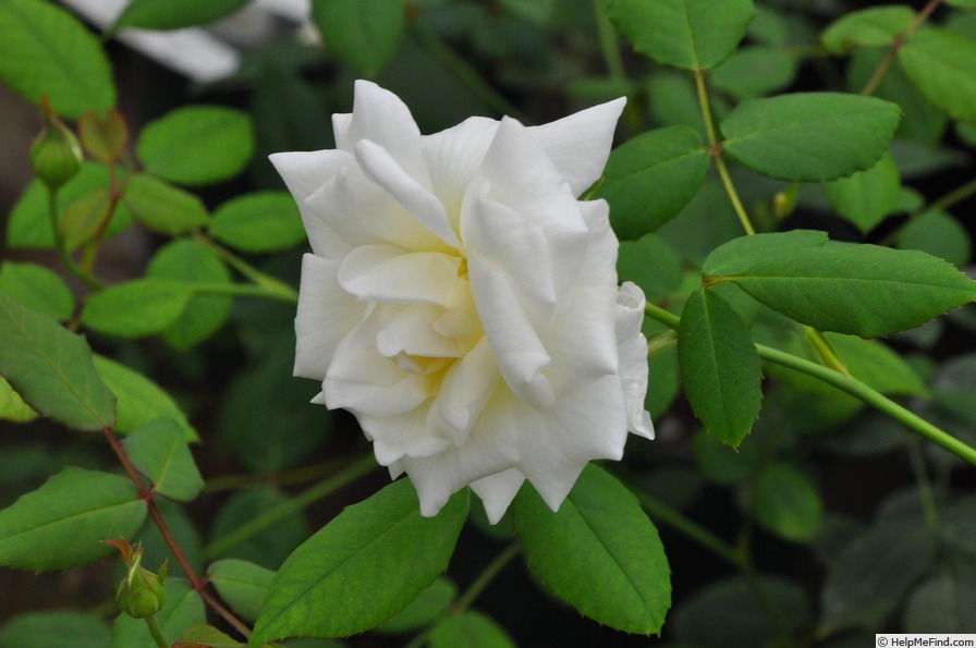 'Molly Sharman-Crawford' rose photo