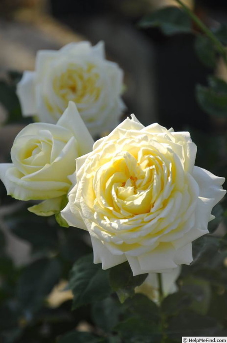 'Kaikyo' rose photo