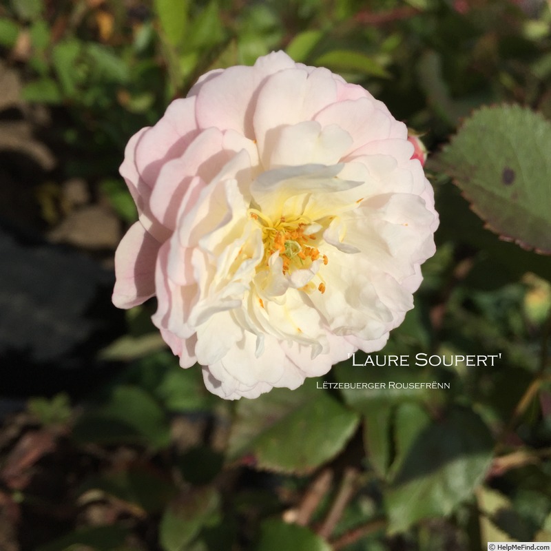 'Laure Soupert' rose photo