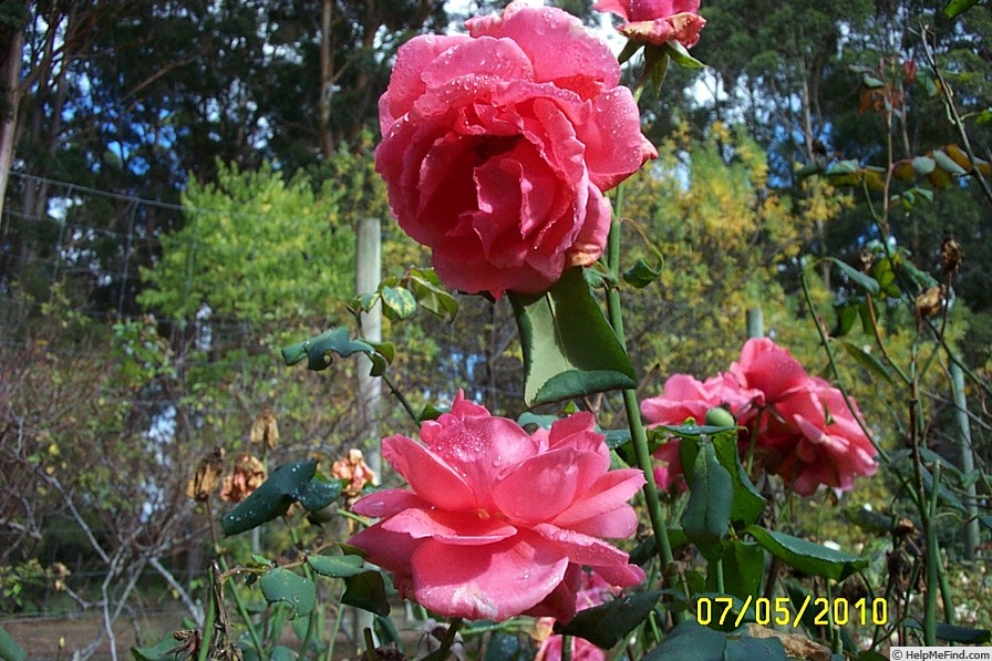 'Spartan (floribunda, Boerner before 1954)' rose photo