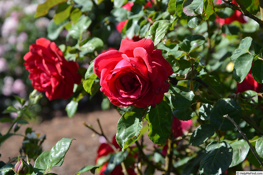 'Mrs. Harold Brookes' rose photo