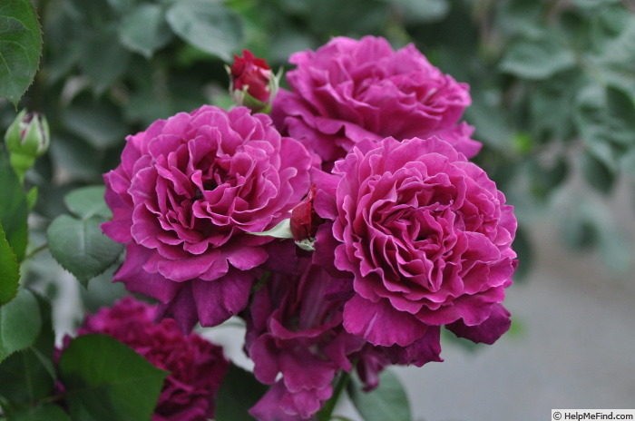 'Vaguelette' rose photo