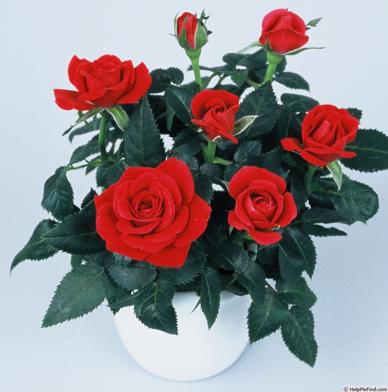 'KORpolare' rose photo