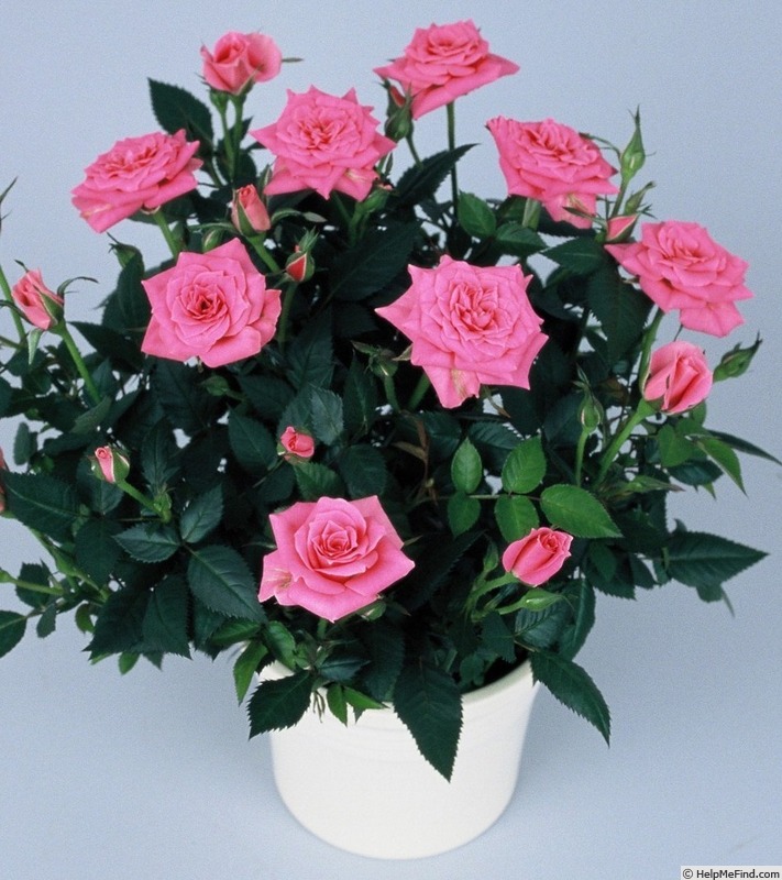 'Pink Marina Kordana ®' rose photo