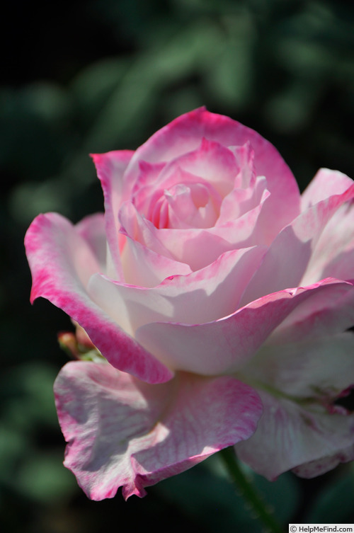 'Seraphim' rose photo