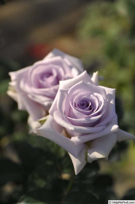 'Yakumotatu' rose photo