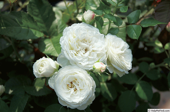 'Vanilla Twist' rose photo