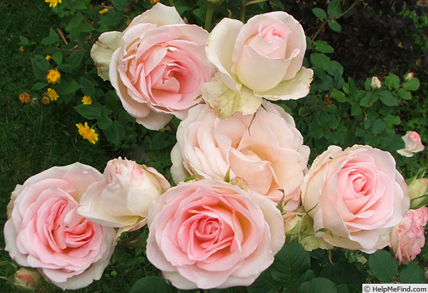 'Nancy Steen' rose photo