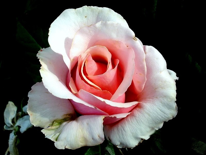 'Chimène ®' rose photo