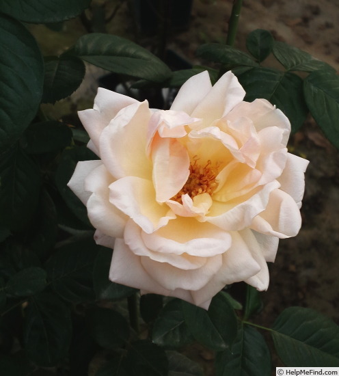 'Lady Romsey' rose photo