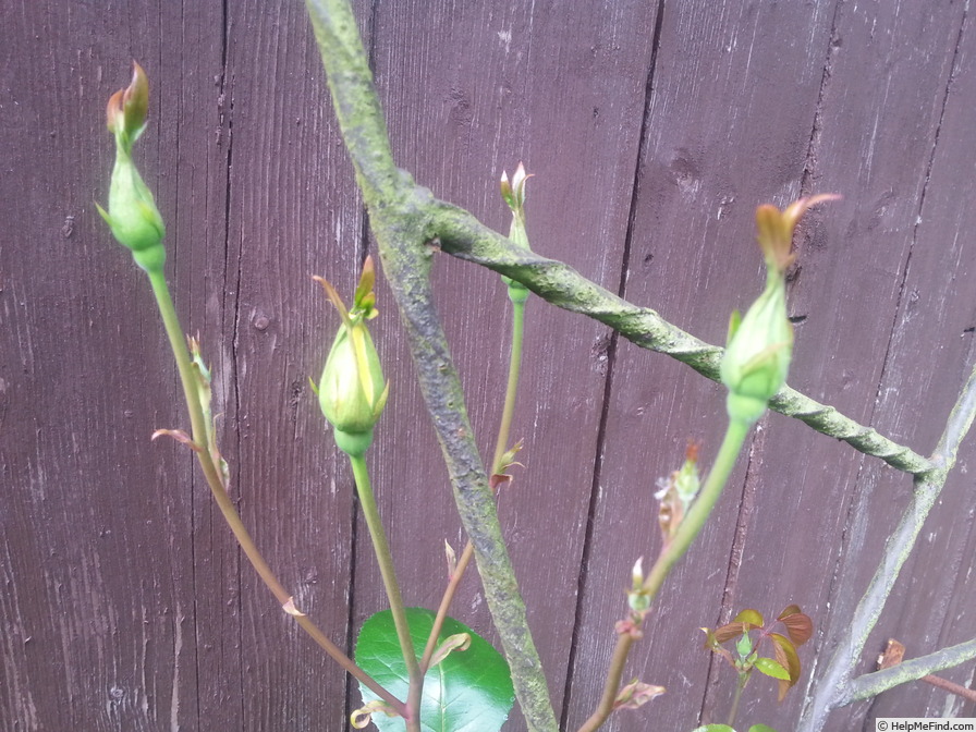 'Gardeners Glory (LCl, Warner, before 2005)' rose, click to enlarge 'Gardeners Glory (LCl, Warner, before 2005)' rose photo