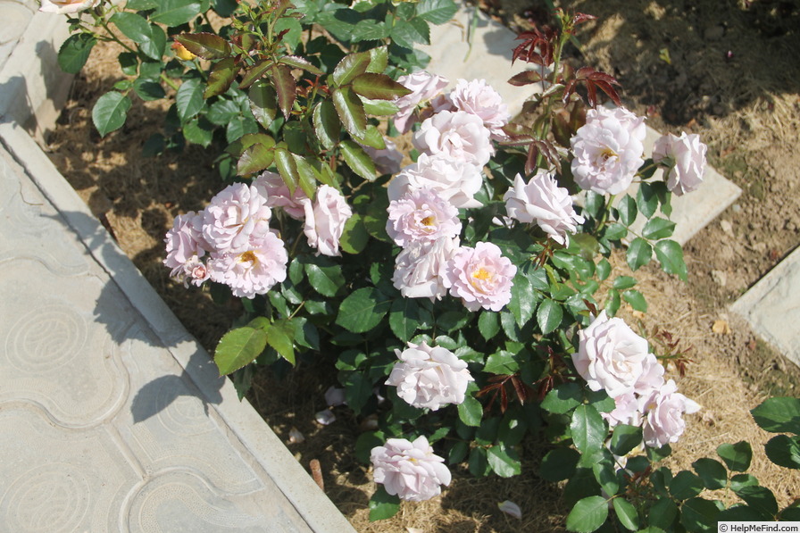 'Silver Cloud (Floribunda, Moore, 1990)' rose photo