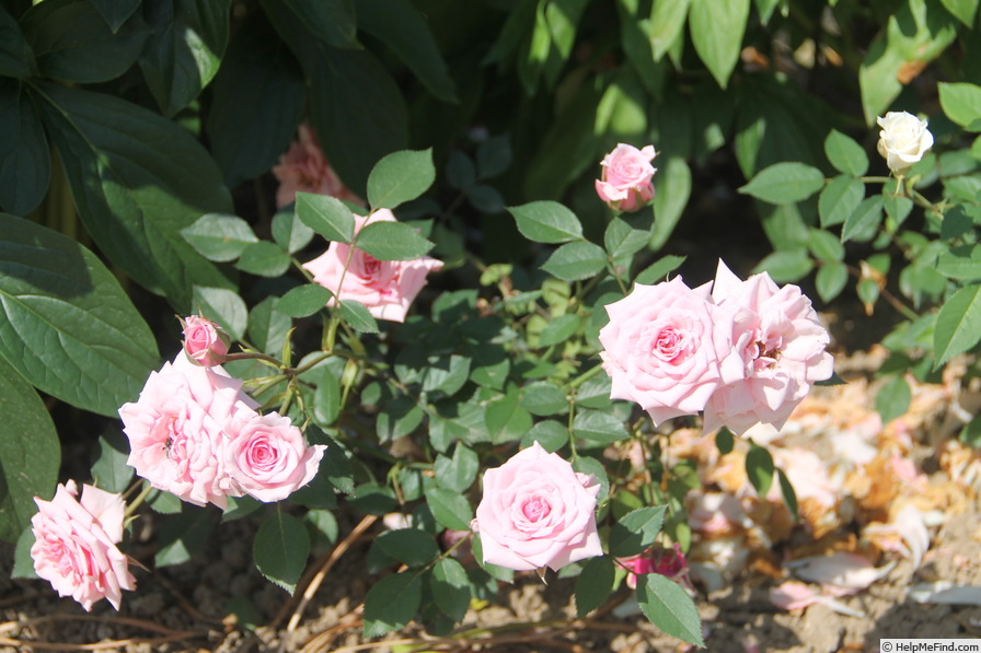 'Pink Delight® (Mini-flora, Lens 1979/82)' rose photo