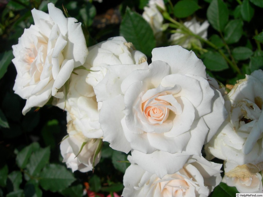 'Yosooi' rose photo