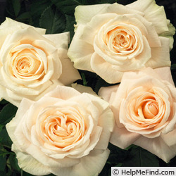 'Monte Rosa Forever' rose photo