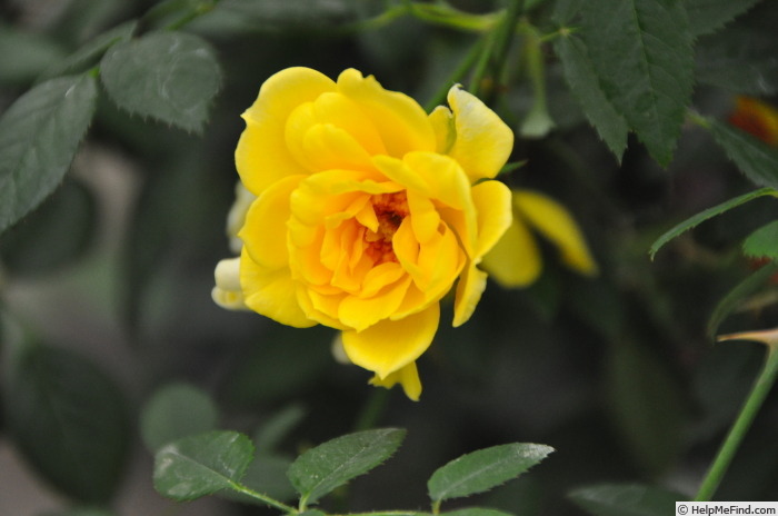'Bit o' Sunshine' rose photo