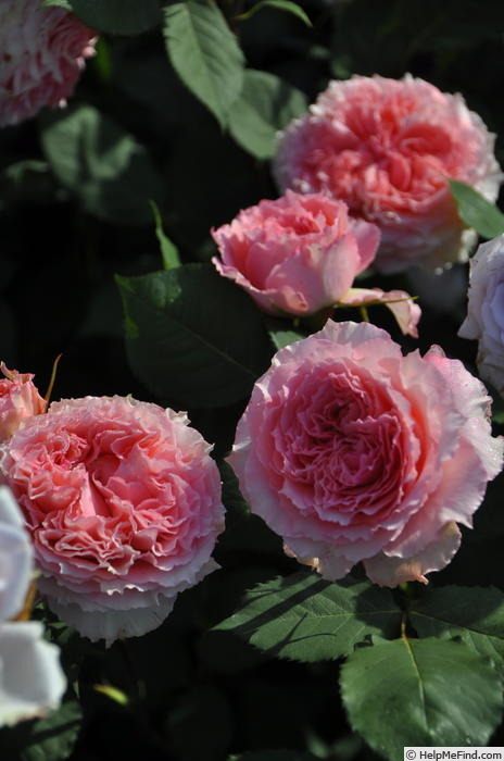 'Rose Corona' rose photo