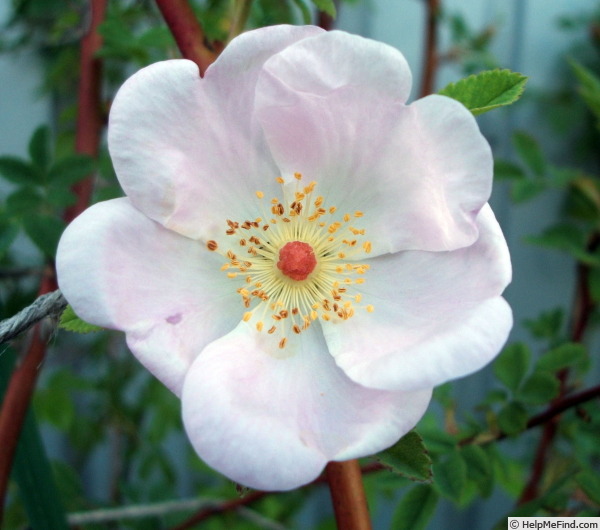 '<i>Rosa melina</i> Greene synonym' rose photo