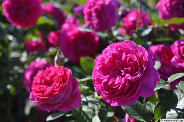 'Le Bijou' rose photo