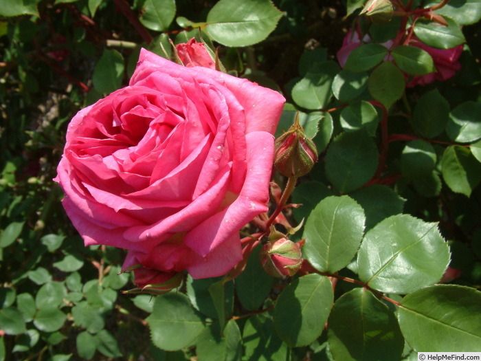 'Sir Paul Smith' rose photo