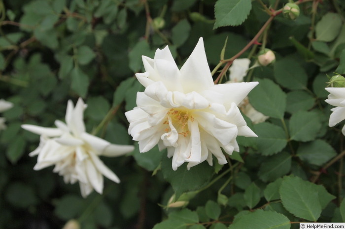 'Blanc Pur' rose photo