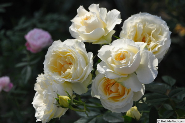 'English Eyes®' rose photo