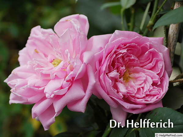 'Dr. Helfferich' rose photo